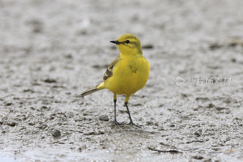 黄鹡鸰（Motacilla flava）